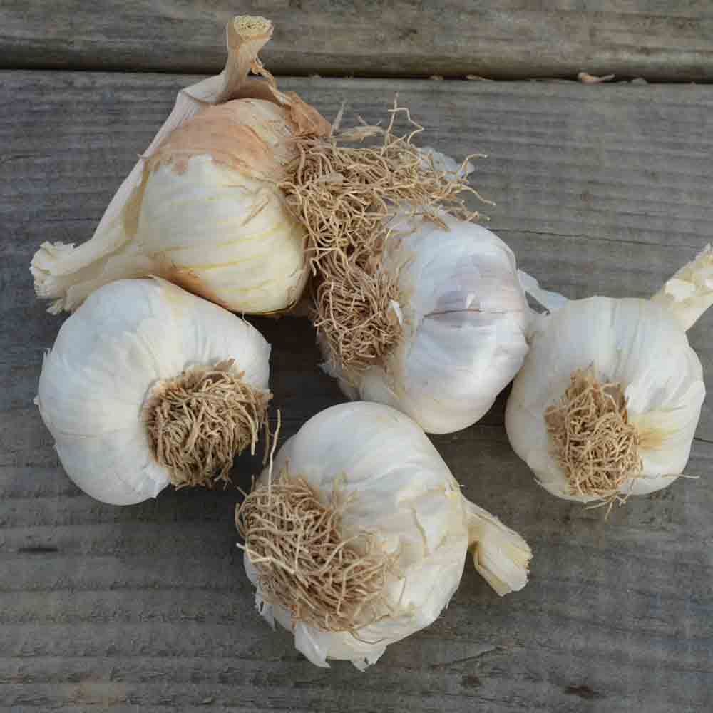 Bulbes d'ail rose sans bâton arno – La Ferme de Sainte Marthe