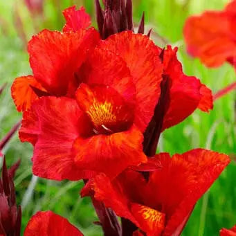 Bulbes de canna indica cleopatra bio – La Ferme de Sainte Marthe