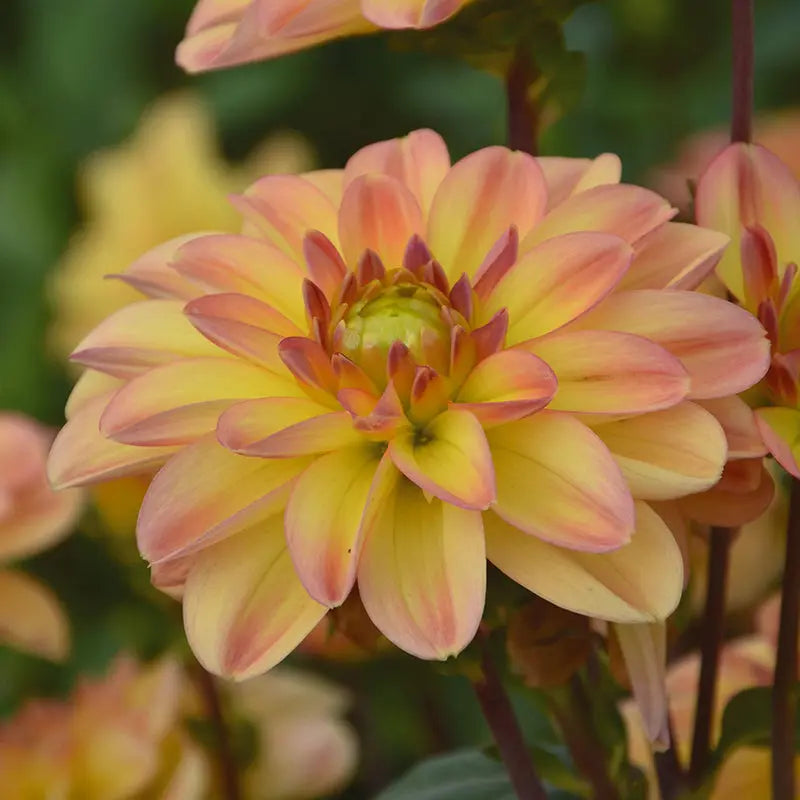 Bulbes de dahlia buisson nain palma – La Ferme de Sainte Marthe