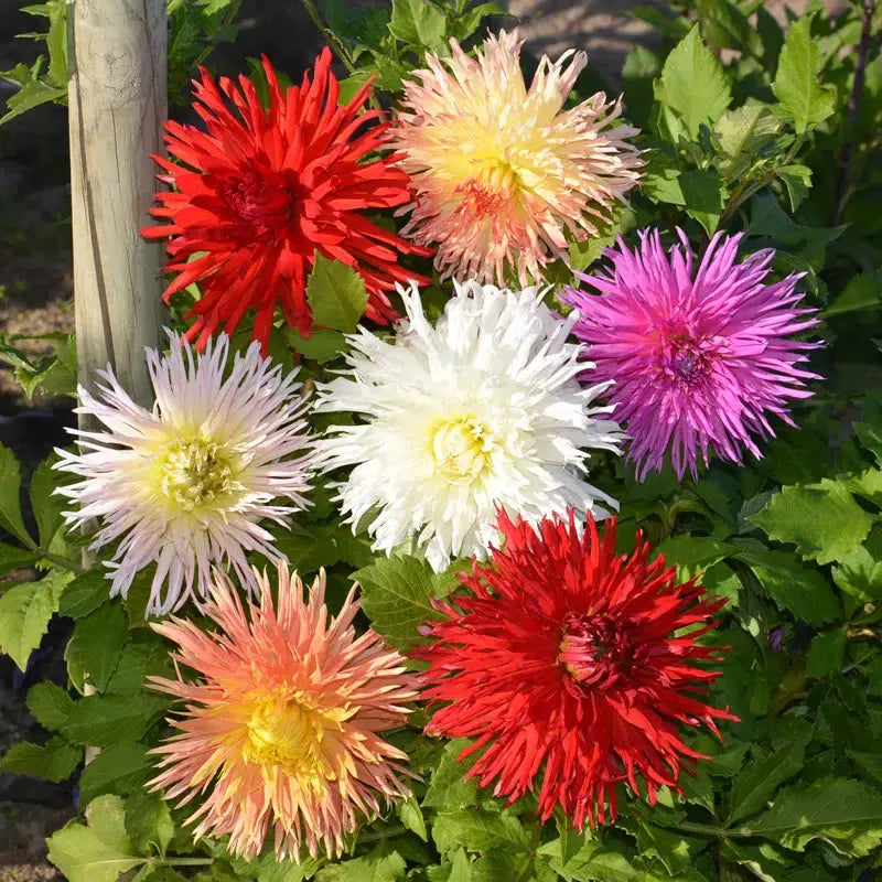 Bulbes de dahlia dentelle mélange – La Ferme de Sainte Marthe