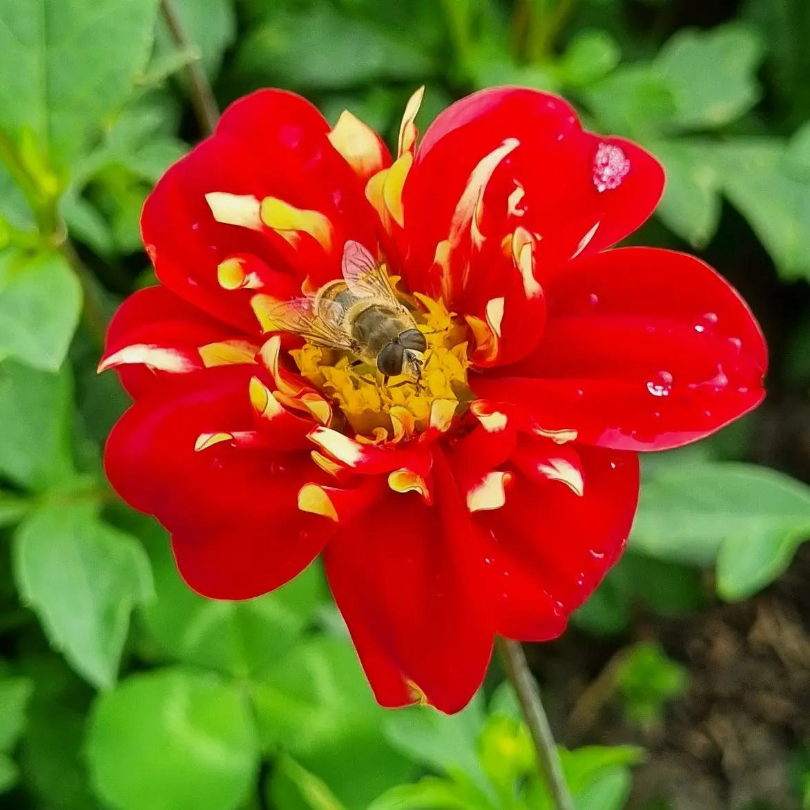 Bulbes de dahlia impression festivo bio – La Ferme de Sainte Marthe