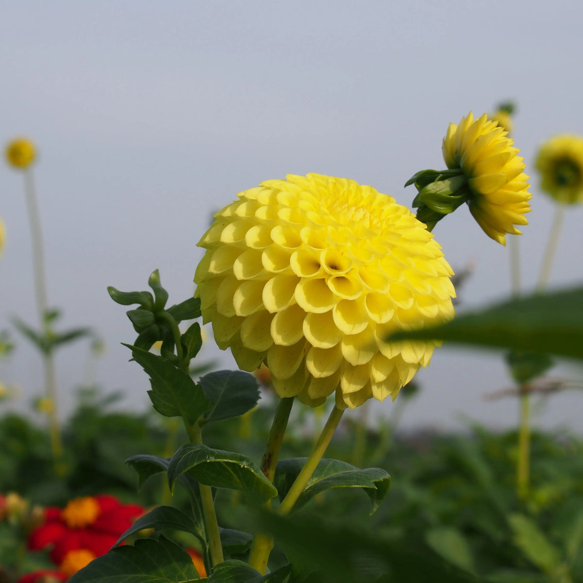 Bulbes de dahlia pompon golden torch bio – La Ferme de Sainte Marthe