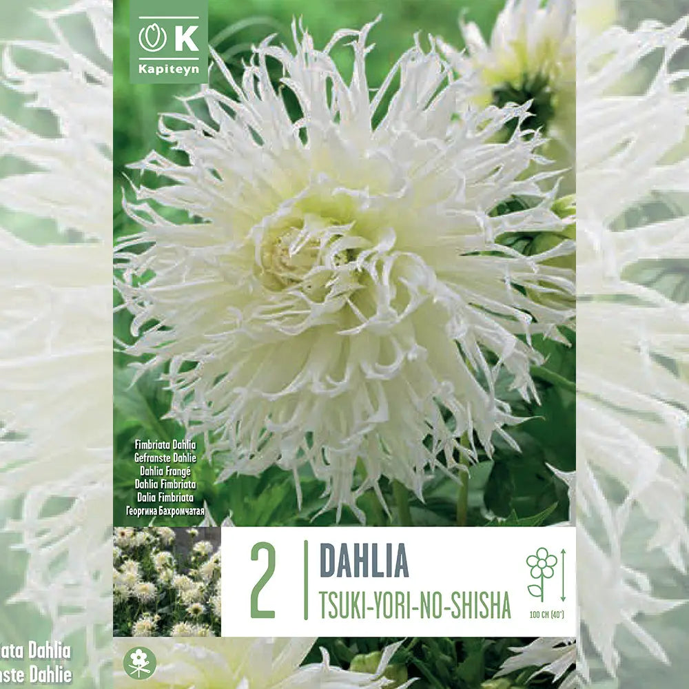 Bulbes de dahlia tsuki-yori-no-shisha – La Ferme de Sainte Marthe