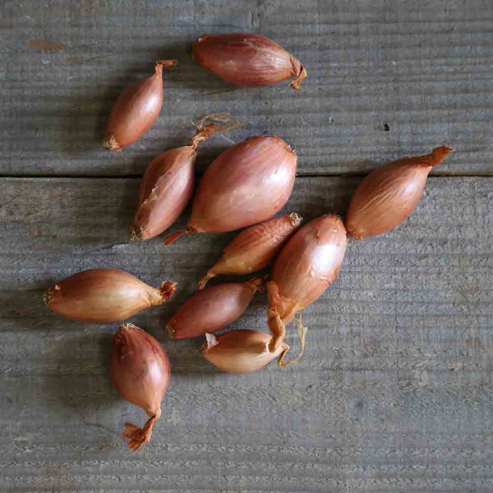 Bulbes d'échalote vigarmor – La Ferme de Sainte Marthe