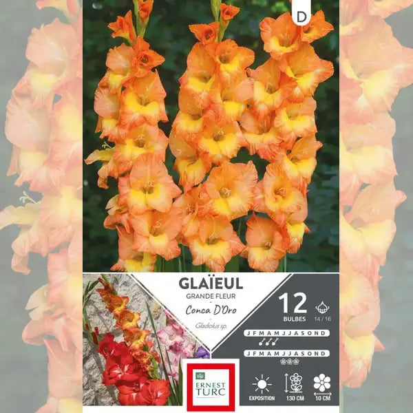 Bulbes de glaïeul grande fleur conca d'oro – La Ferme de Sainte Marthe