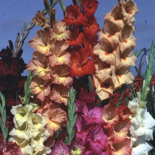 Bulbes de glaïeul grande fleur en mélange – La Ferme de Sainte Marthe