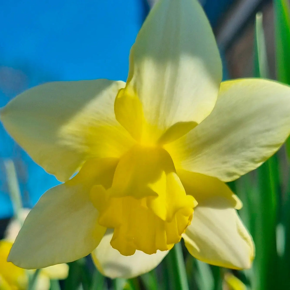 Bulbes de narcisse pueblo bio – La Ferme de Sainte Marthe