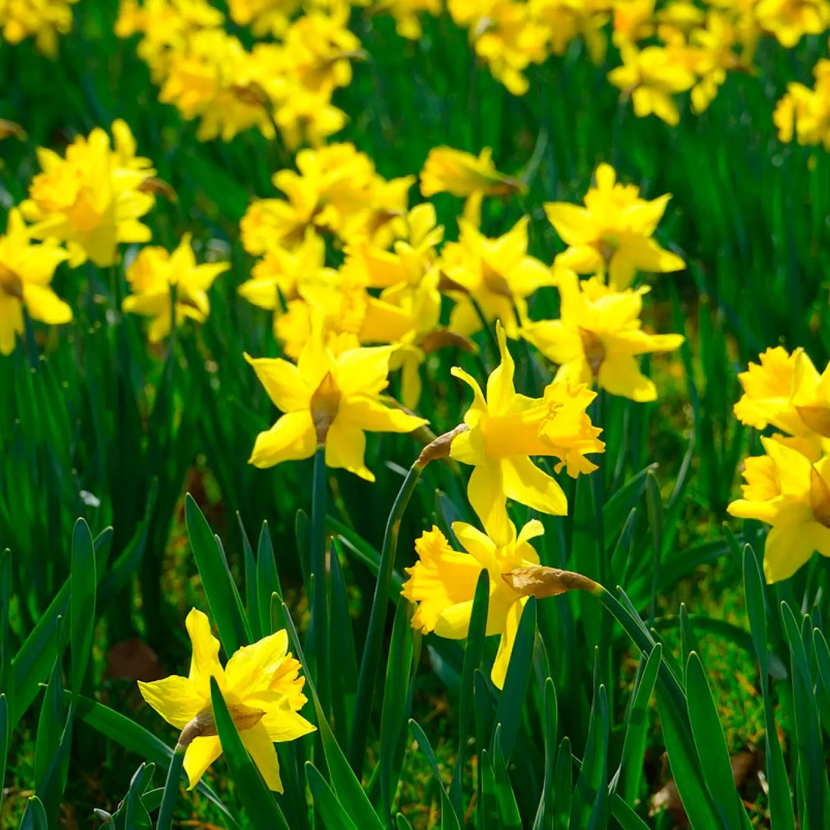 Bulbes de narcisse tamara bio – La Ferme de Sainte Marthe