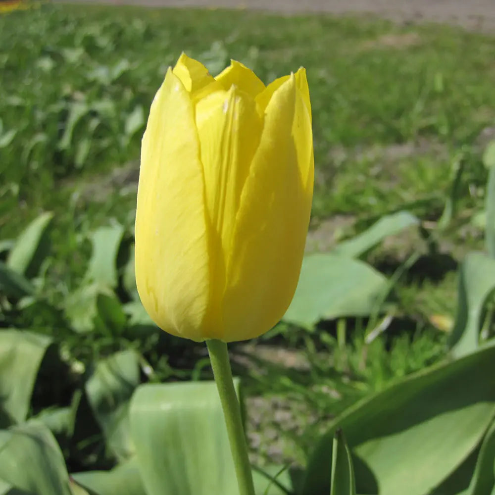 Bulbes de tulipe muscadet bio – La Ferme de Sainte Marthe