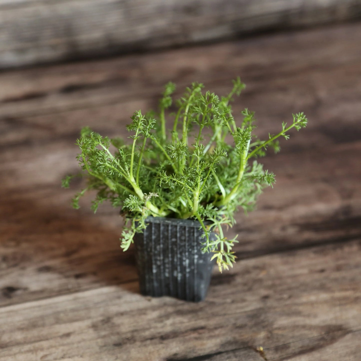 CAMOMILLE ROMAINE A FLEURS DOUBLES AB - PLANT