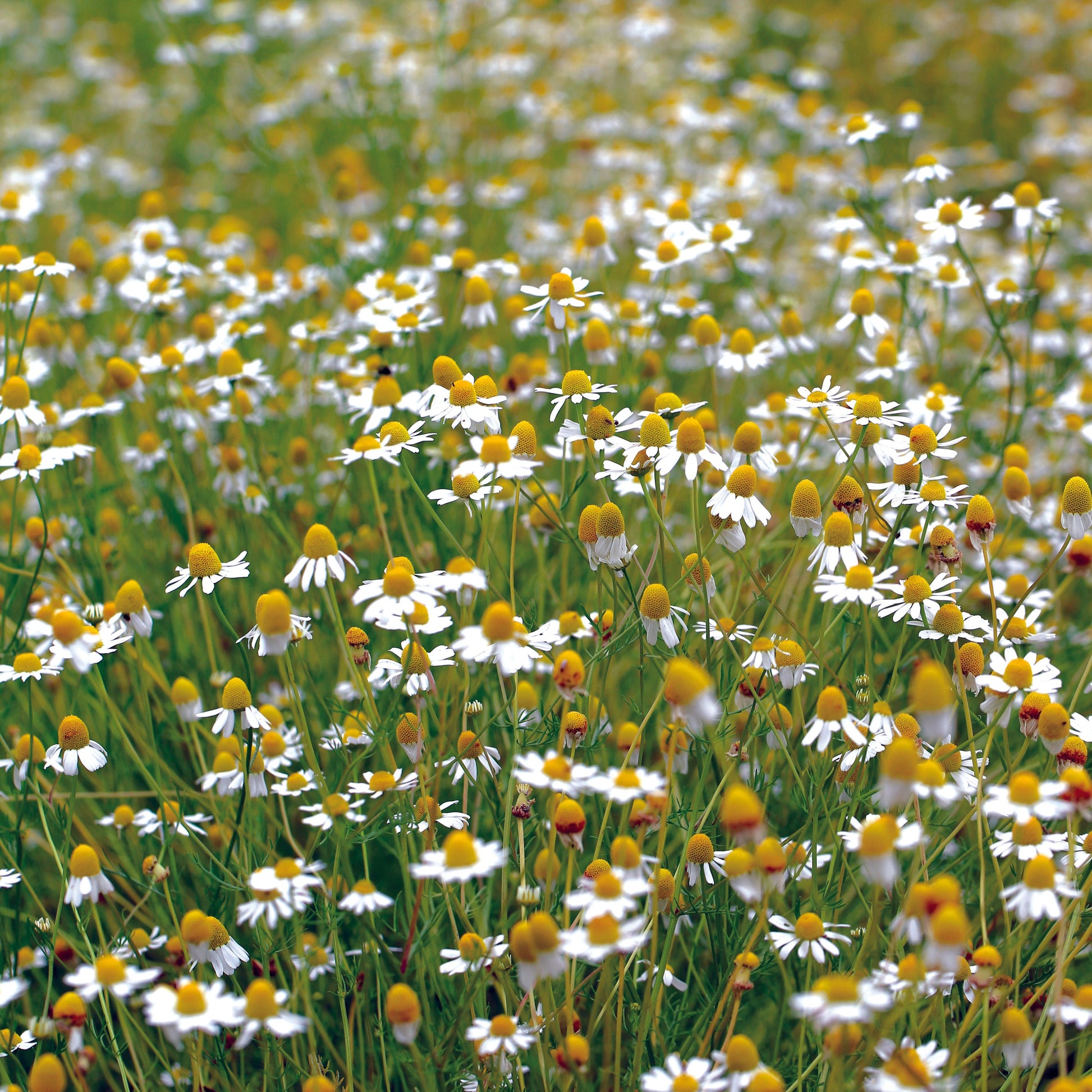 CAMOMILLE MATRICAIRE AB