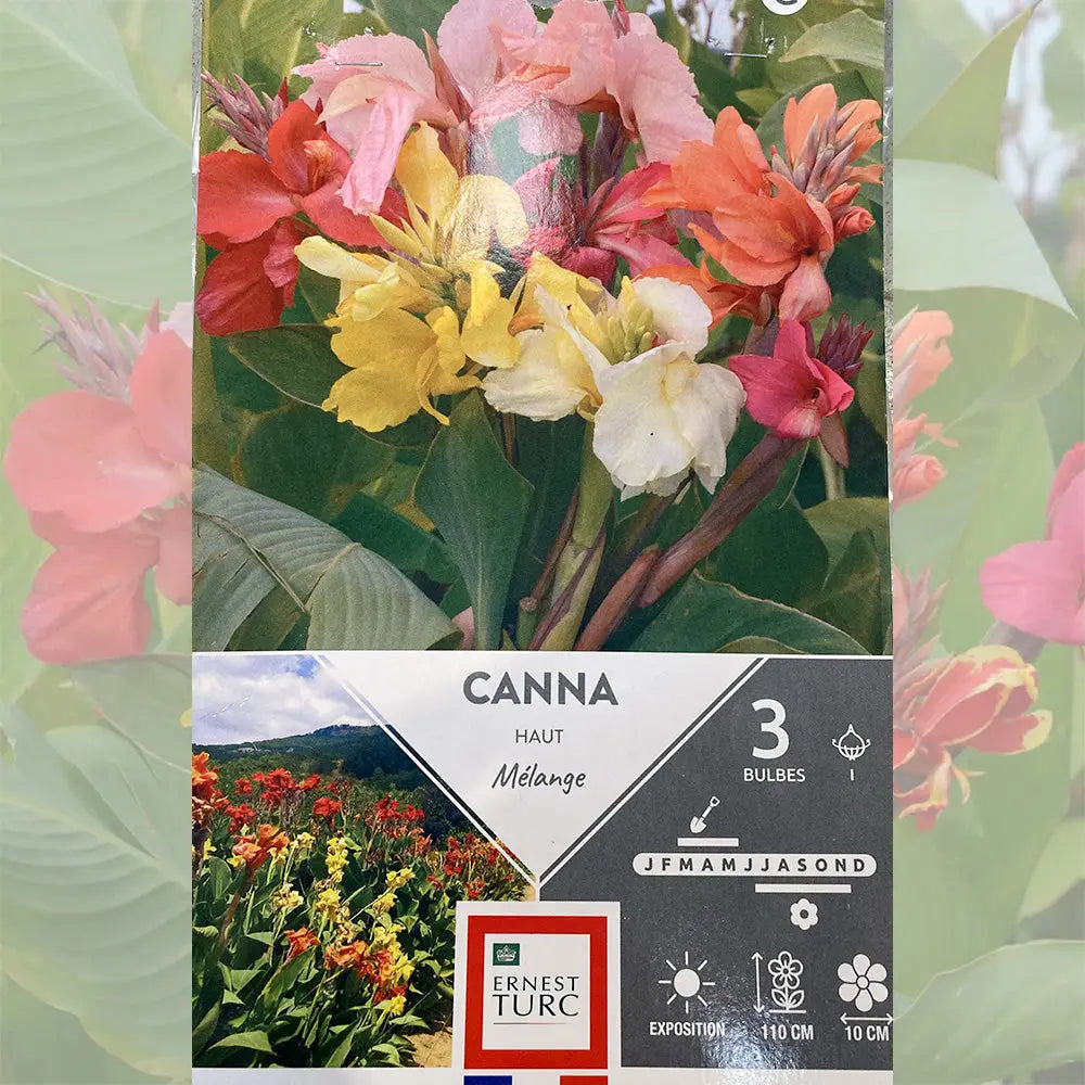 CANNA HAUT FEUILLAGE VERT MÉLANGE