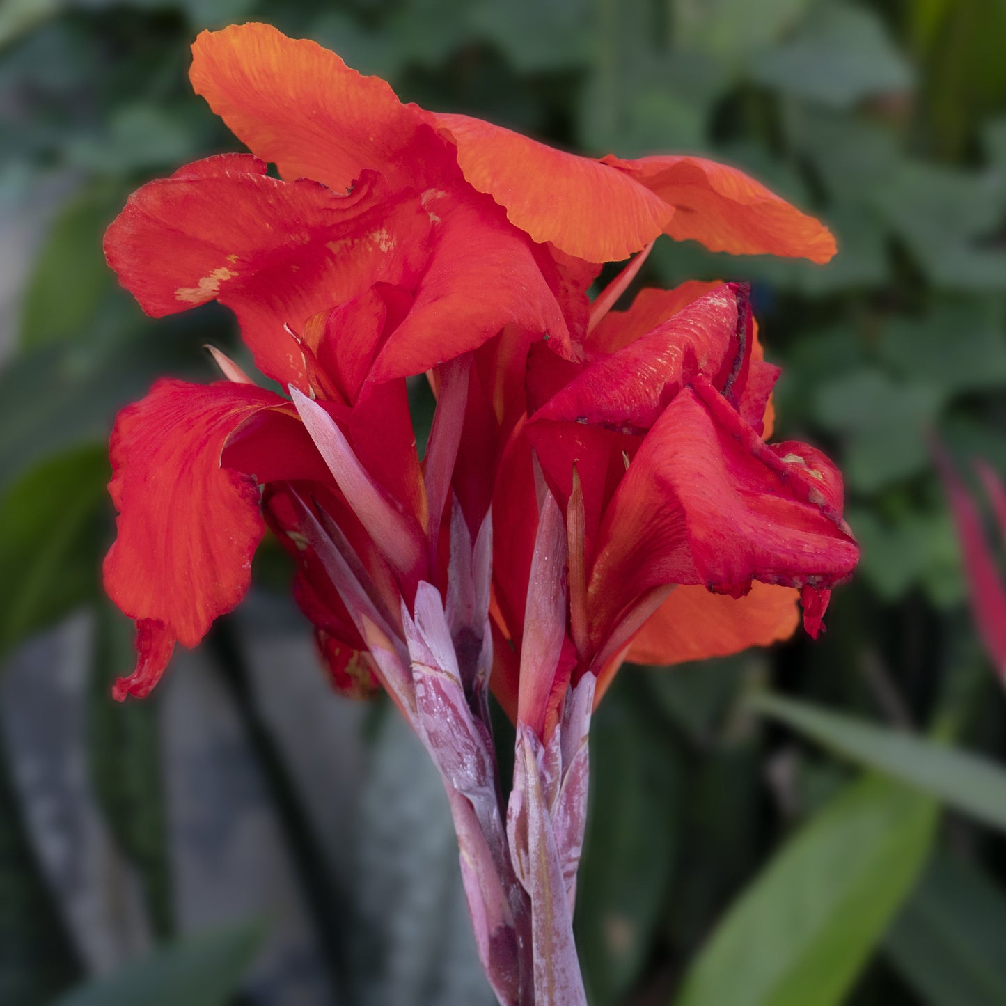 CANNA INDICA RED AB
