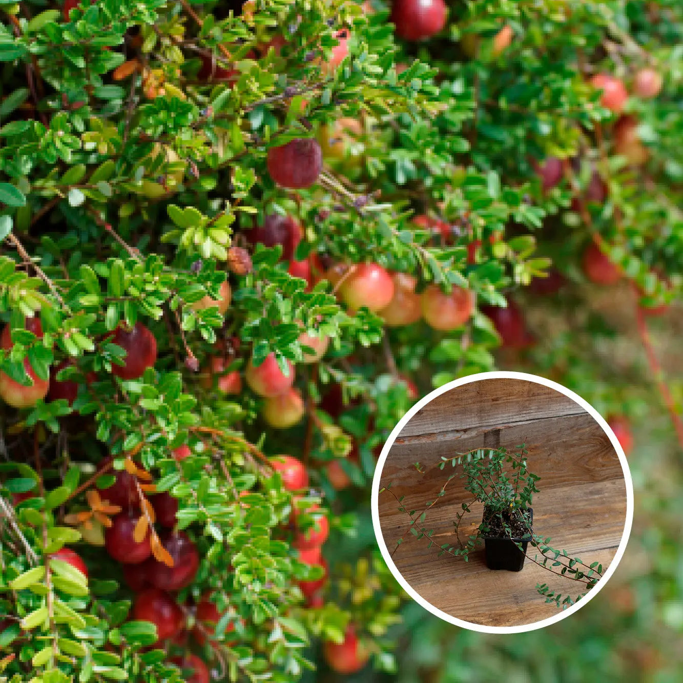 CANNEBERGE EARLY BLACK (Cranberry) AB - PLANT