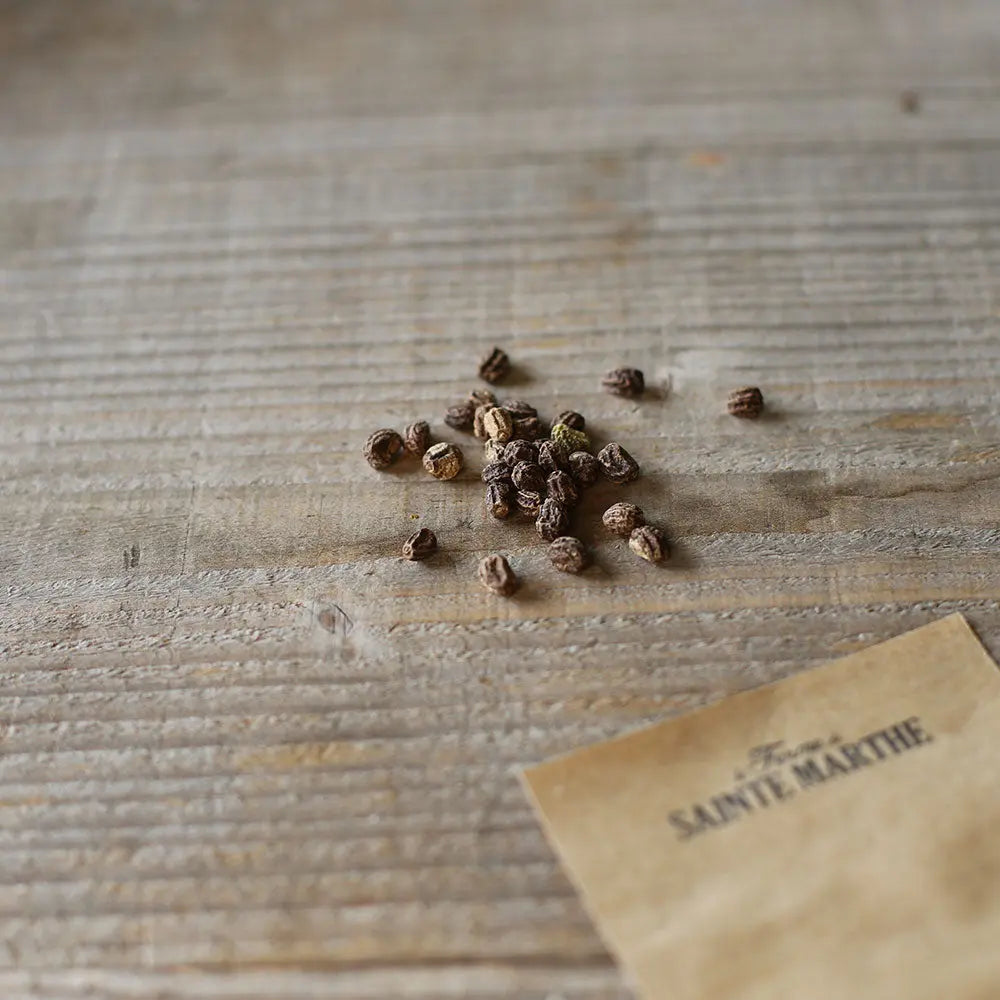 CAPUCINE NAINE PEACH MELBA AB