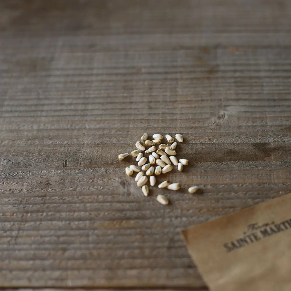 CARTHAME OU SAFRAN DES TEINTURIERS ORANGE AB