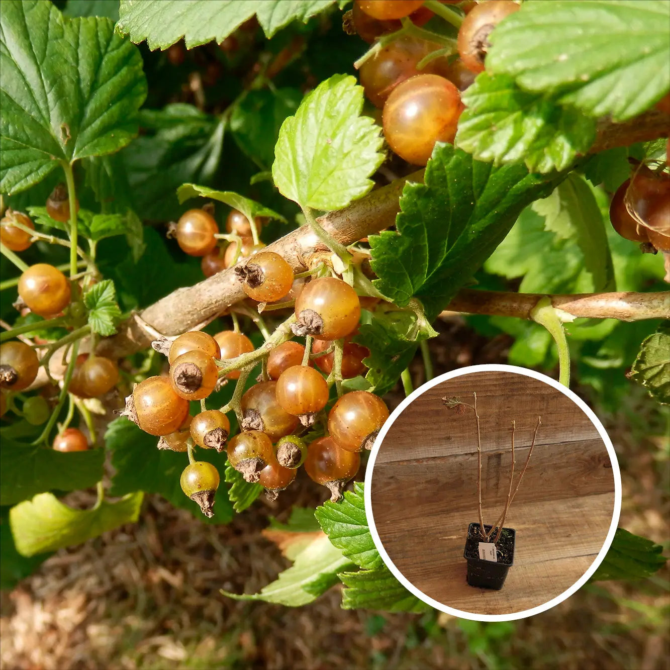 CASSIS BLANC AB - PLANT