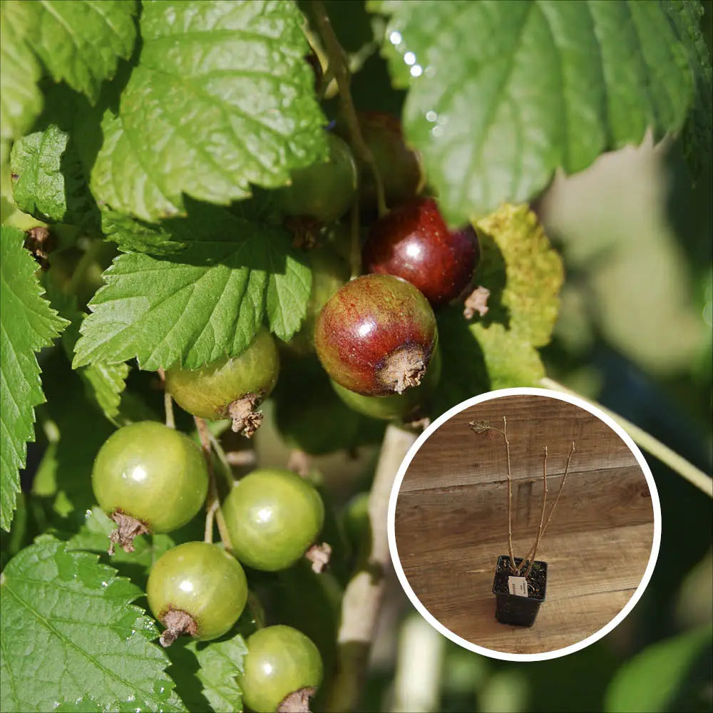 CASSIS GEANT DE BOSKOOP AB - PLANT