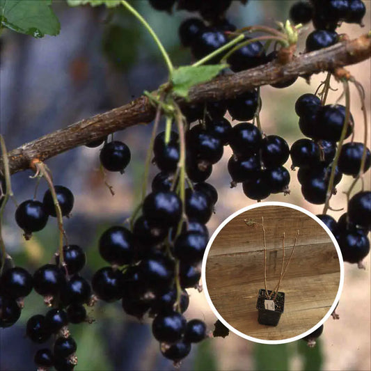 CASSIS NOIR ANDEGA AB - PLANT