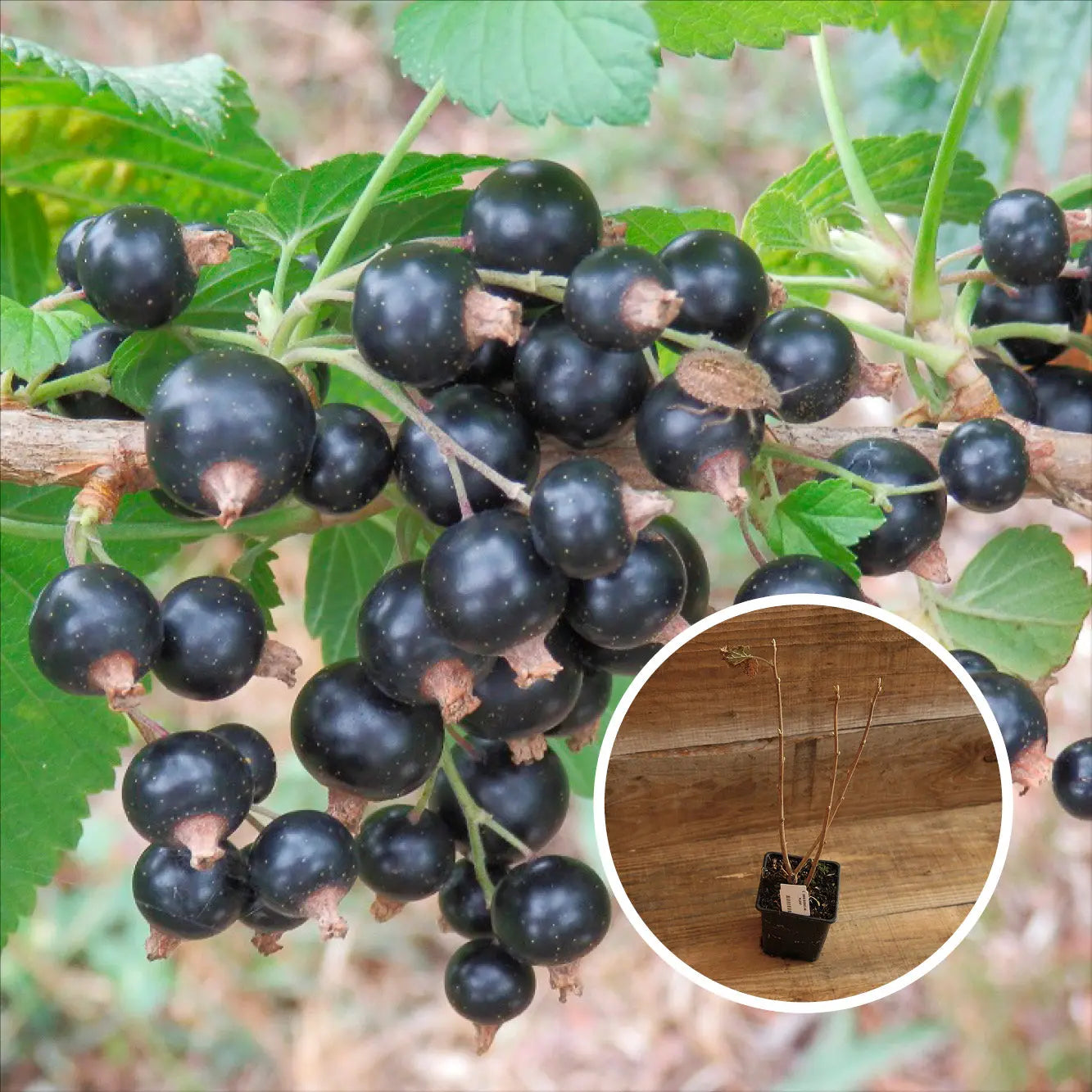 CASSIS NOIR DE BOURGOGNE AB - PLANT