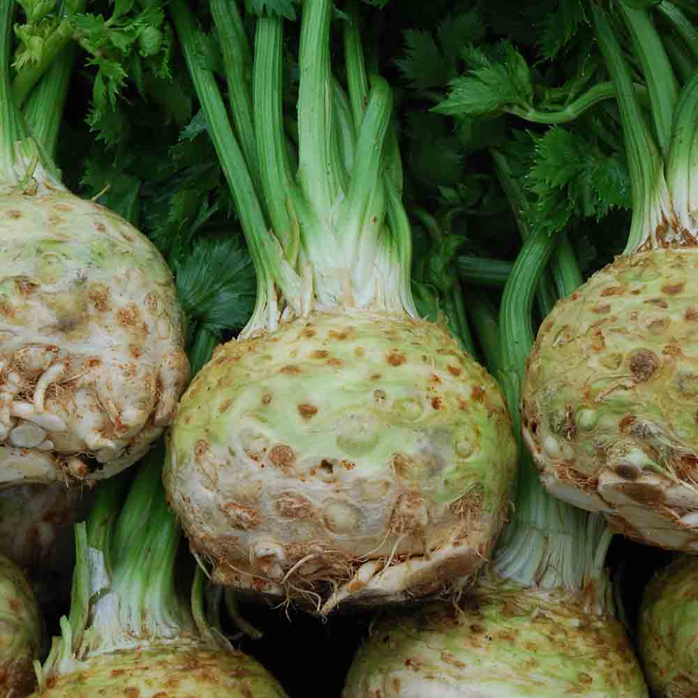 CÉLÉRI RAVE PORTHOS AB - PLANT