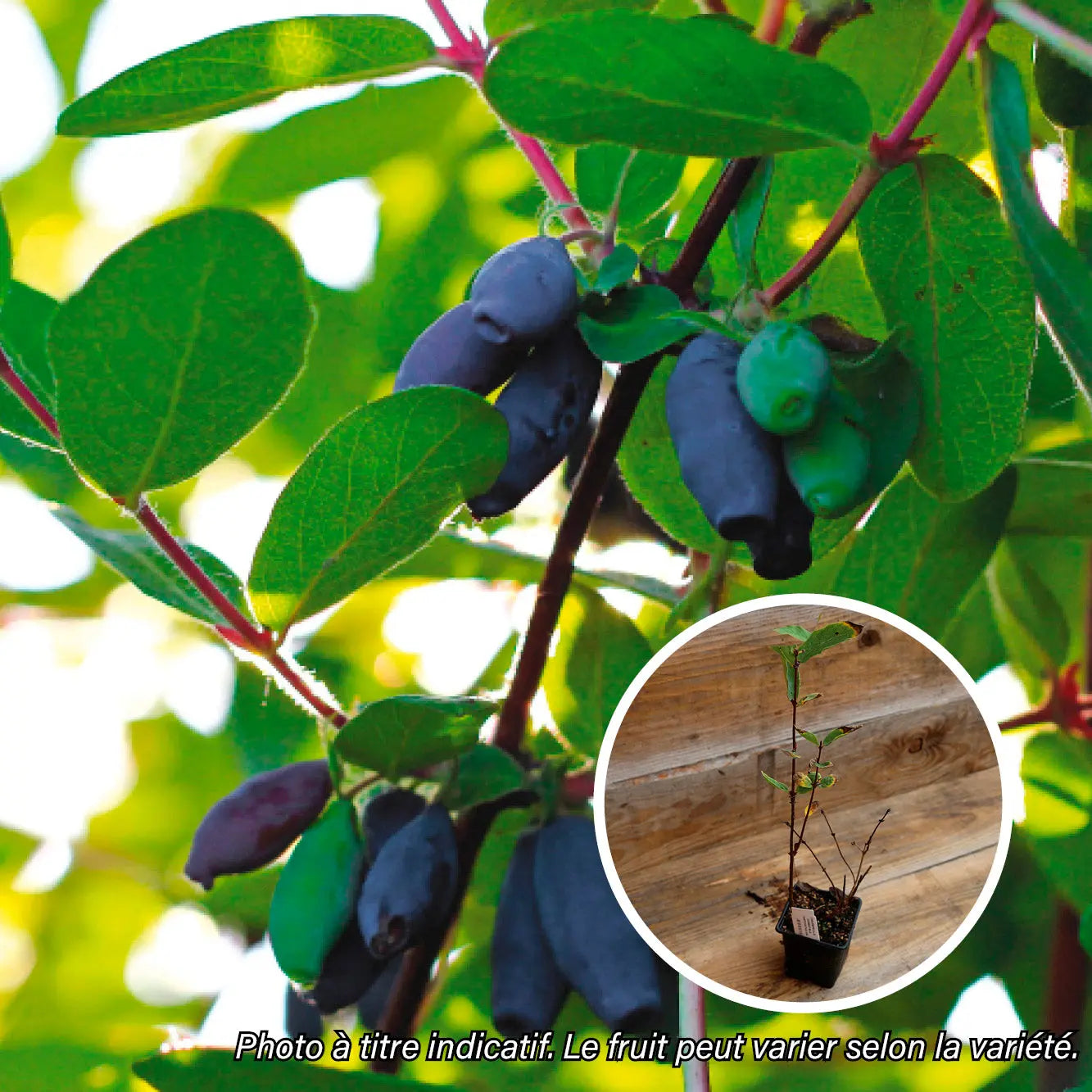 CHEVREFEUILLE COMESTIBLE BLUE PAGODA AB - PLANT