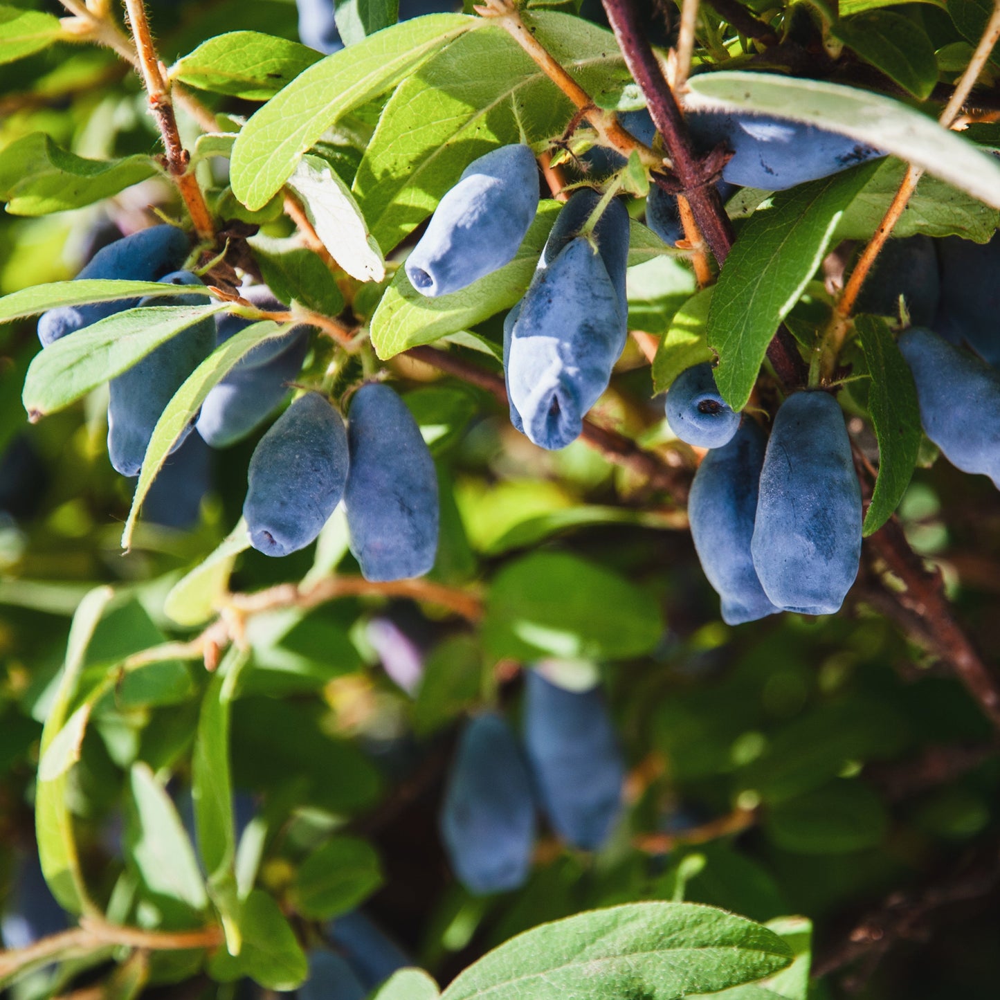 Marineblaues Geißblatt - Pflanze