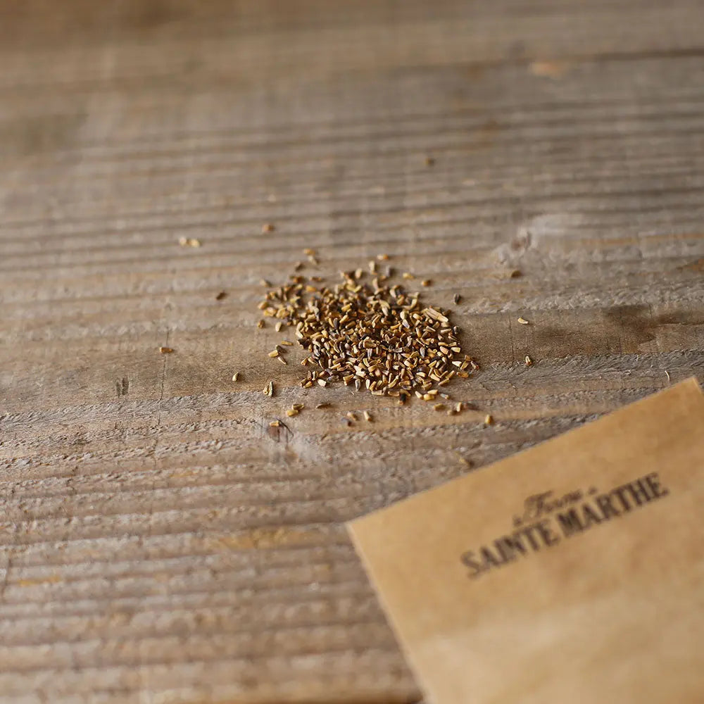 CHICOREE A LARGES FEUILLES ROSSA DI TREVISO 4 PRECOCE AB