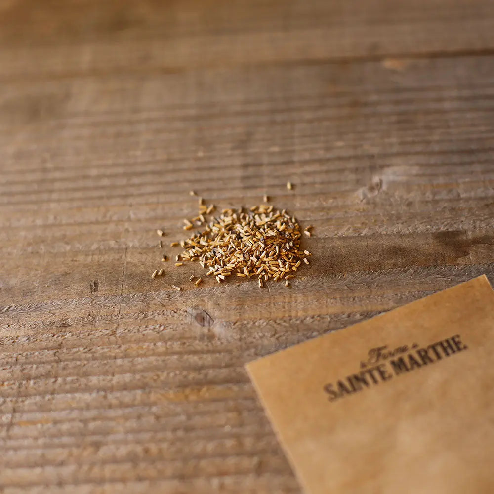 CHICOREE SCAROLE BLONDE A COEUR PLEIN AB