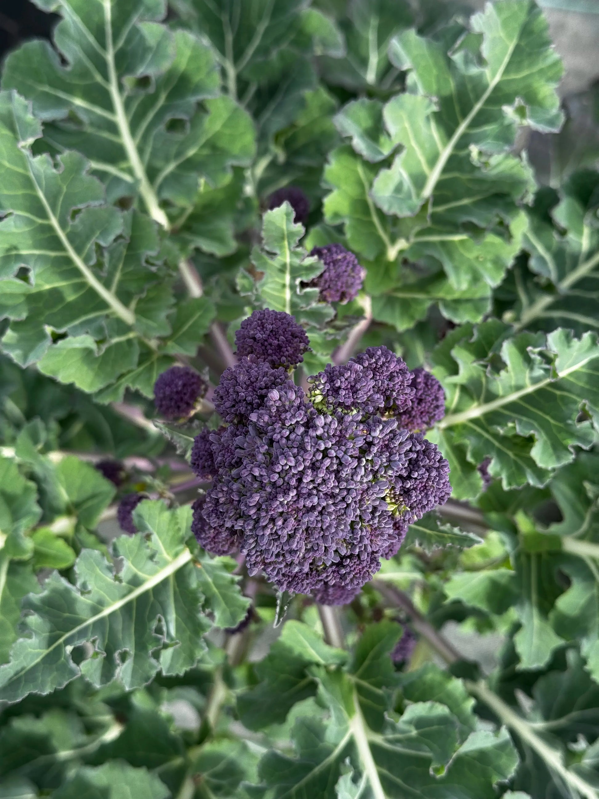 CHOU BROCOLI EARLY PURPLE SPROUTING AB