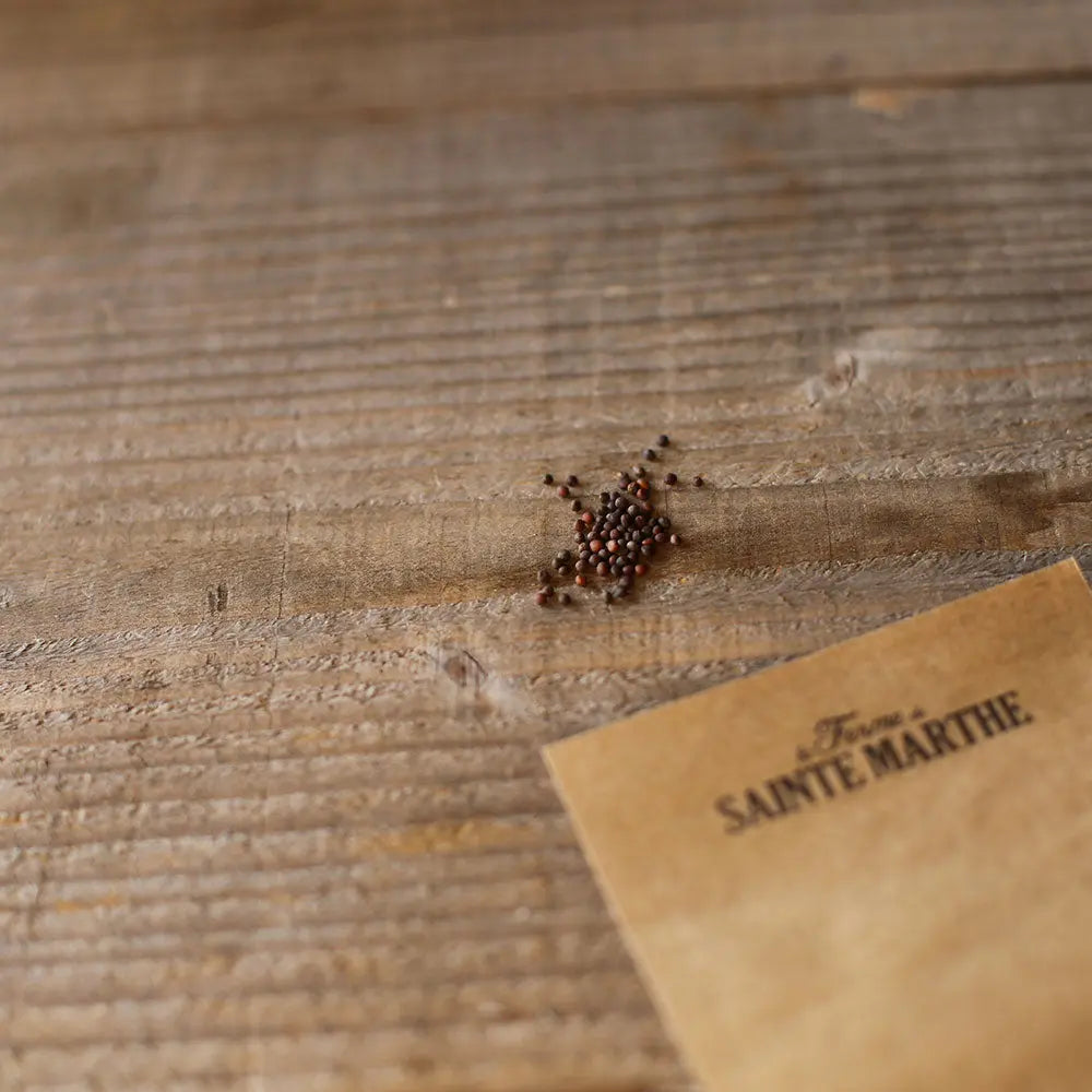 CHOU CABUS PRECOCE DE LOUVIERS AB