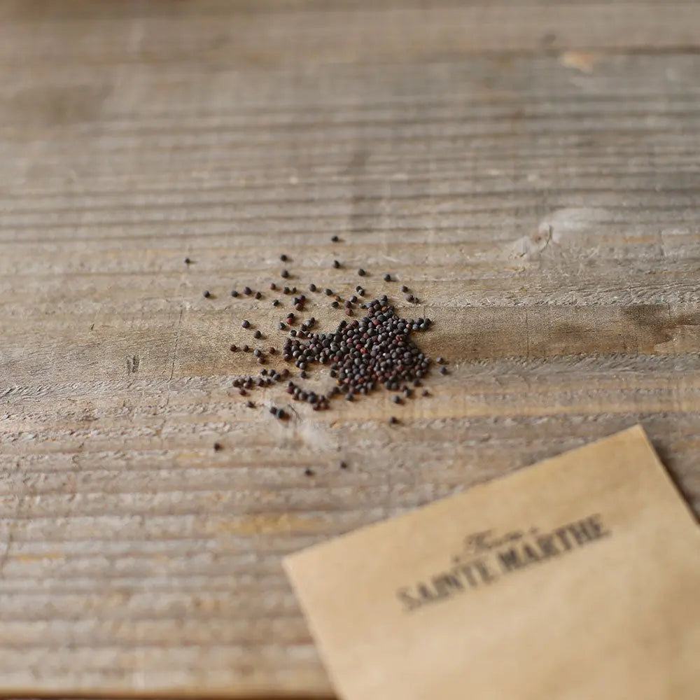 CHOU NAVET RUTABAGA JAUNE A COLLET VERT AB