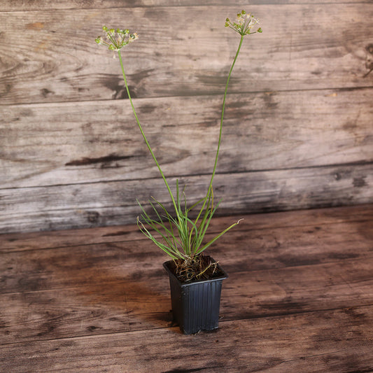 CIBOULE DE CHINE AB - PLANT