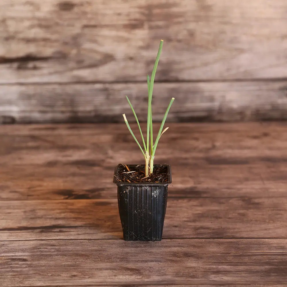 CIVE VIVACE SAINT JACQUES - PLANT