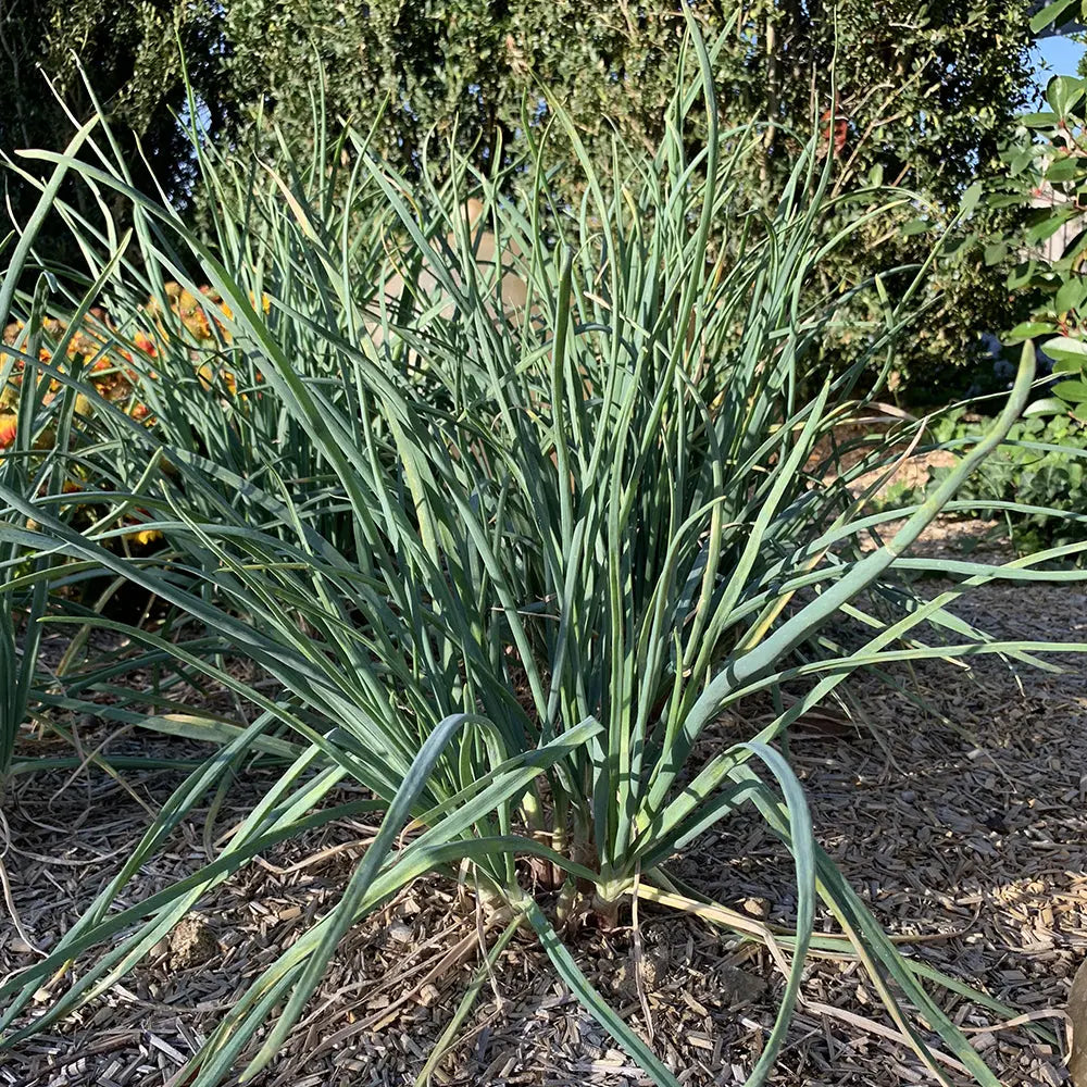 CIVE VIVACE SAINT JACQUES - PLANT