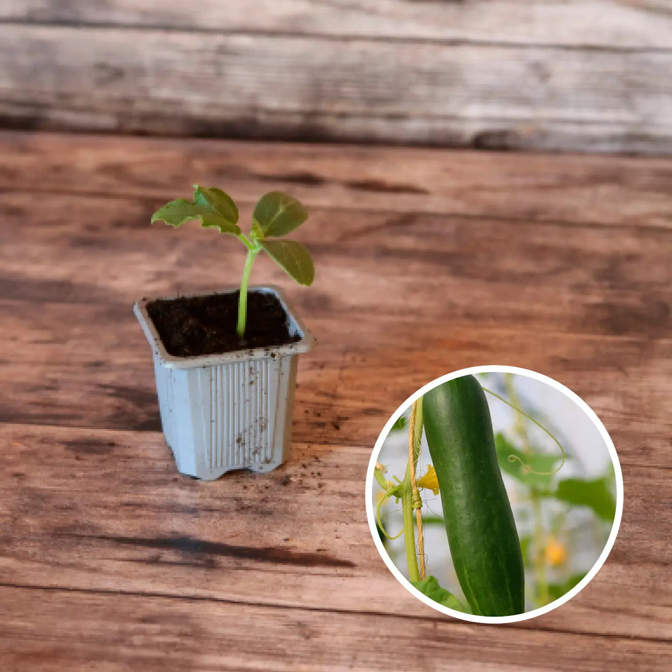 CONCOMBRE LE GENEREUX PLANT AB