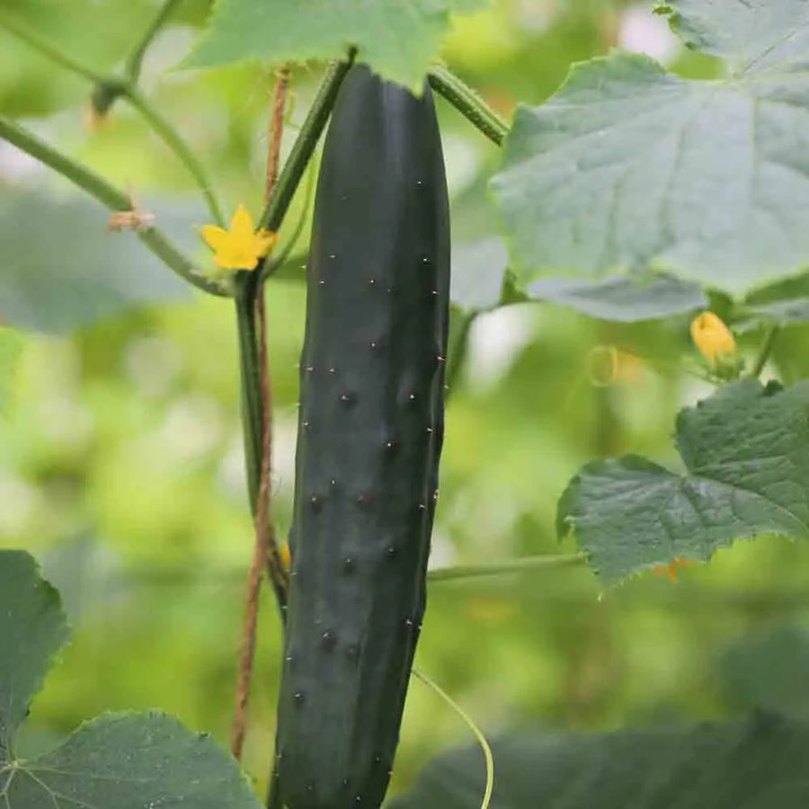 Concombre marketmore