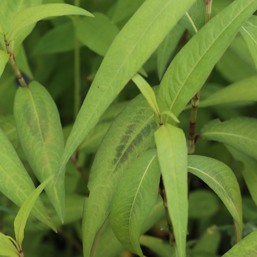 CORIANDRE VIETNAMIENNE (Polygonum thai) AB - PLANT