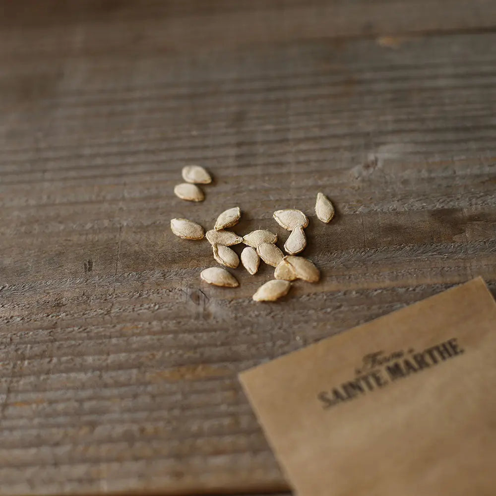 COURGE MUSQUEE BUTTERNUT SONCA ORANGE AB