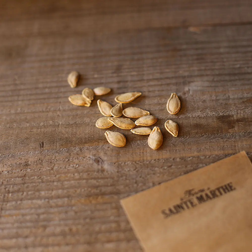 COURGE MUSQUEE MUSCADE (DE PROVENCE) AB