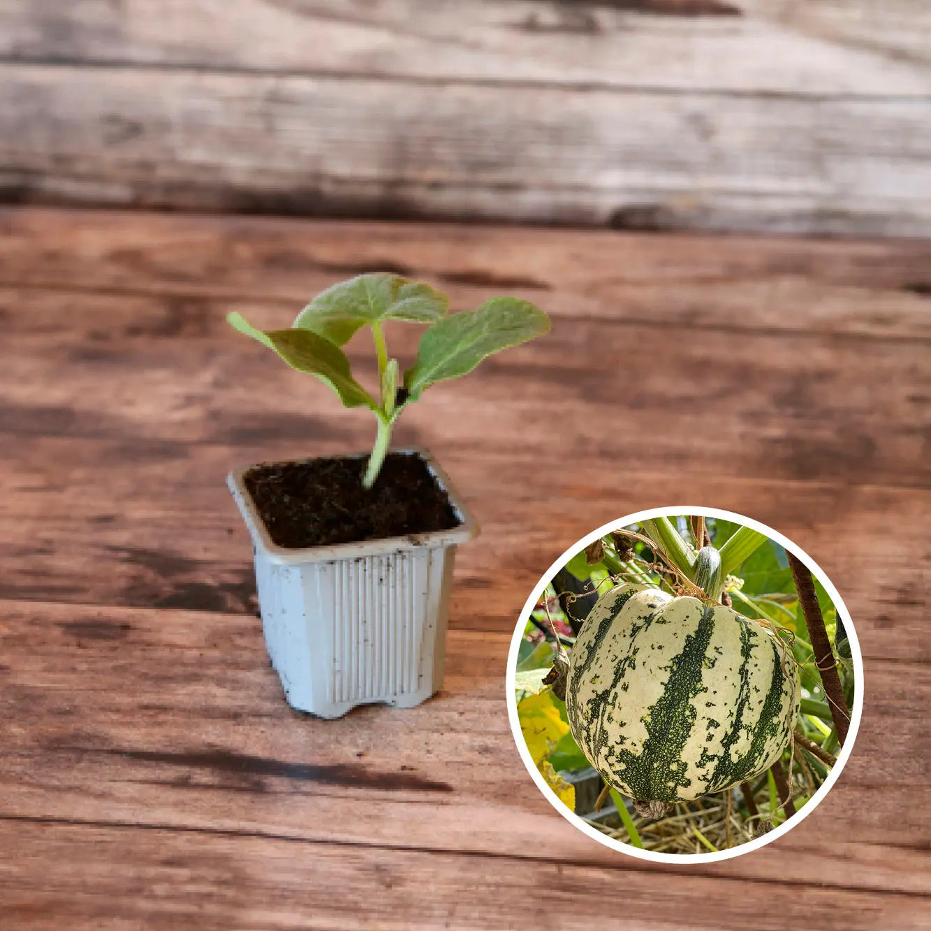 COURGE SWEET DUMPLING PATIDOU AB - PLANT