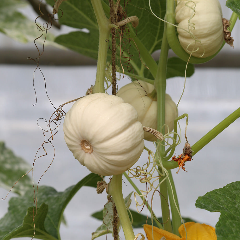 COURGE BABY BOO AB
