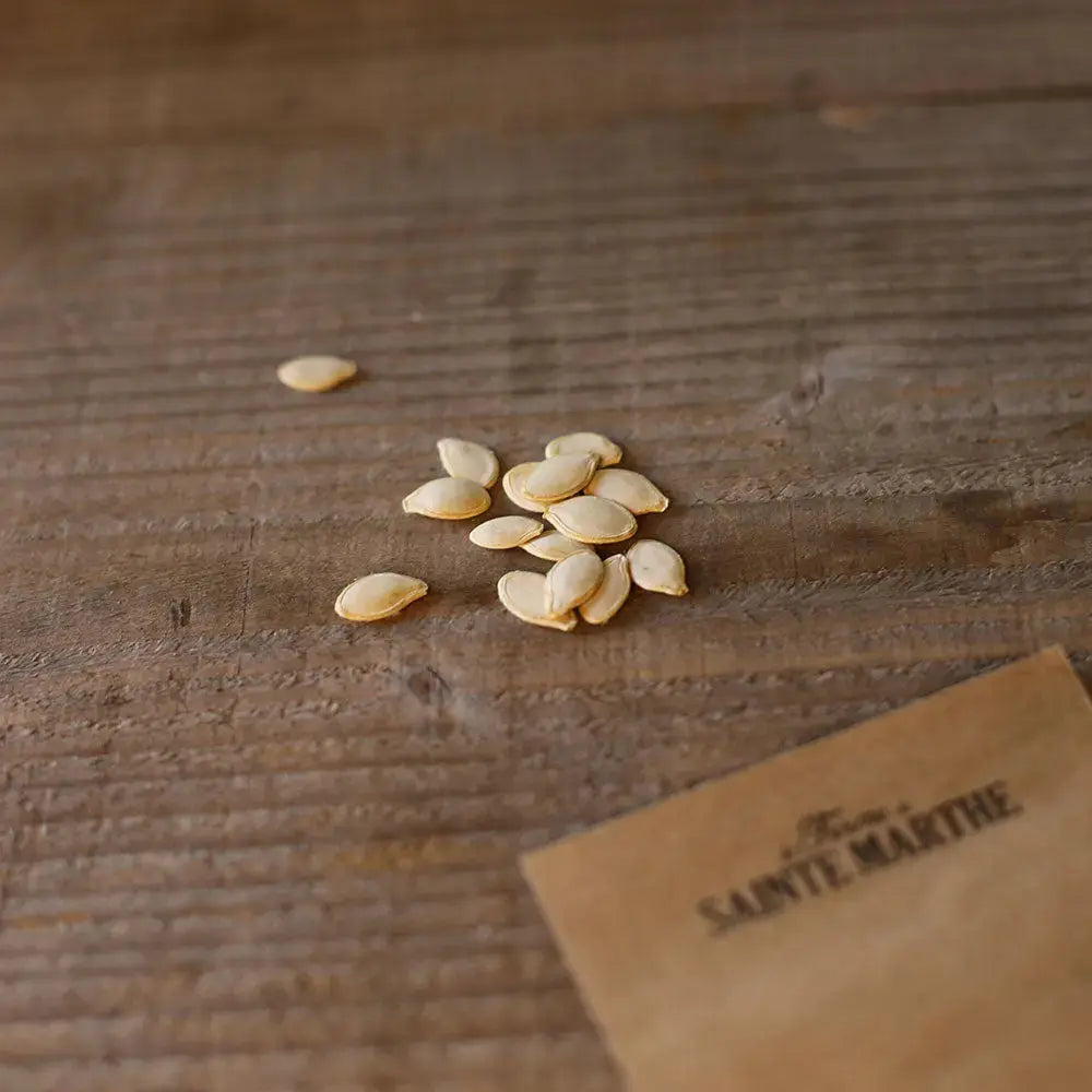 COURGETTE COSTATES ROMANESCO AB