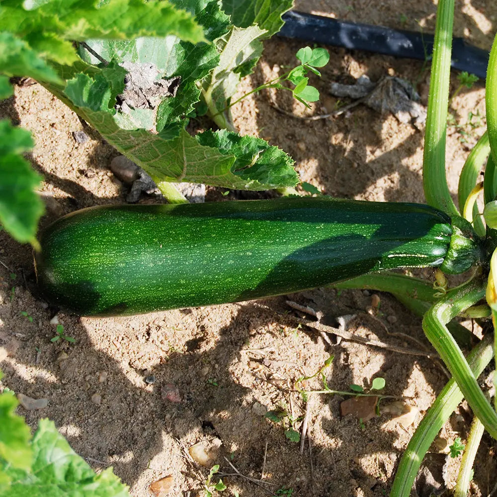 COURGETTE BLACK BEAUTY AB - PLANT