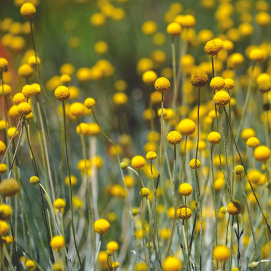 CRASPEDIA BAGUETTE DE TAMBOUR AB