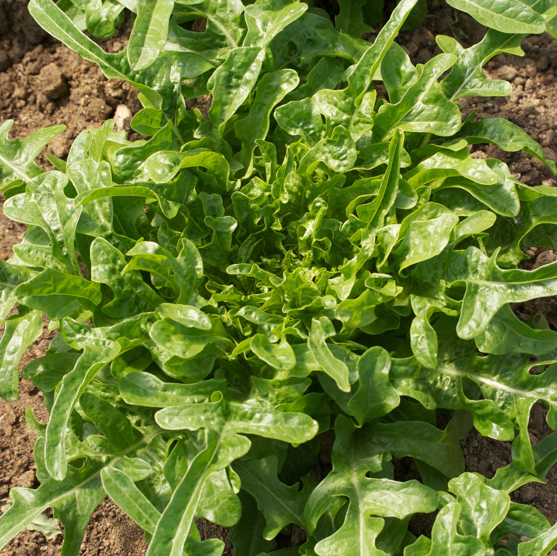 LAITUE CRESSONNETTE MAROCAINE AB