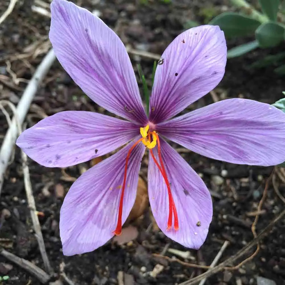 CROCUS A SAFRAN GODET AB