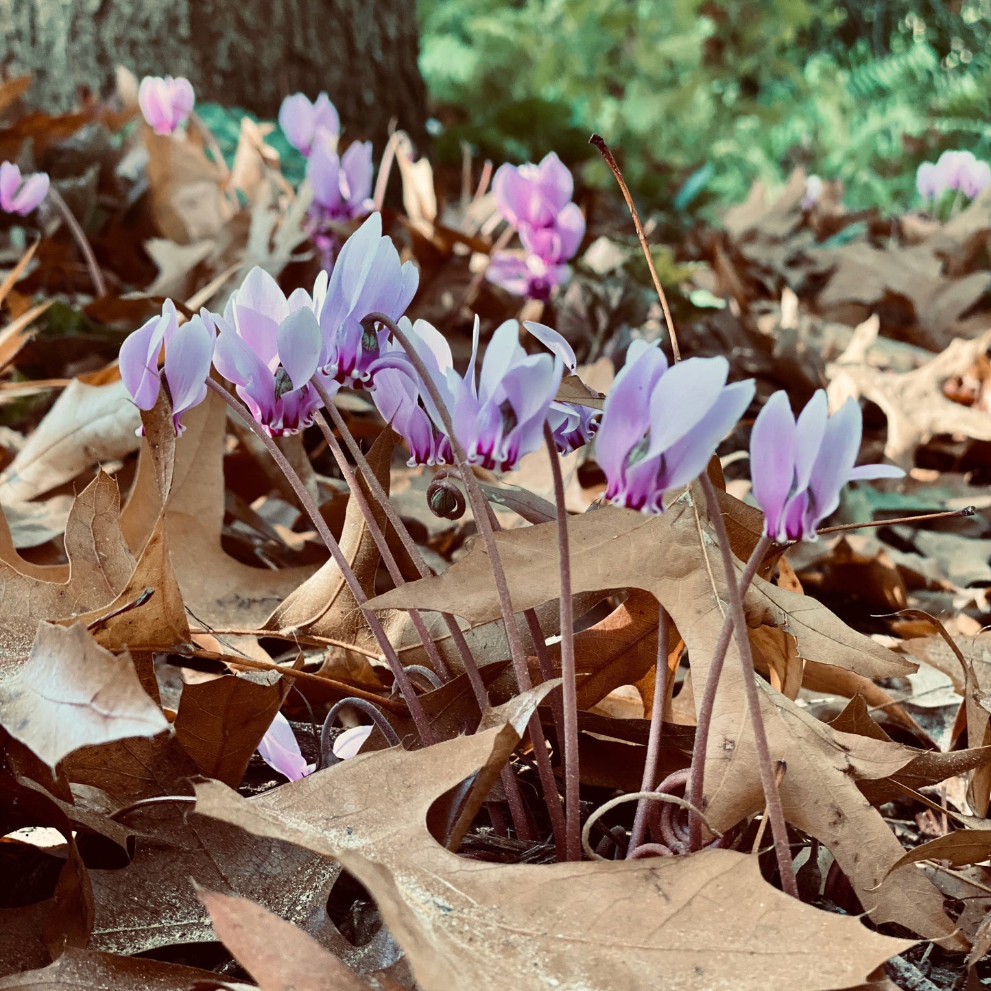 CYCLAMEN CILICIUM