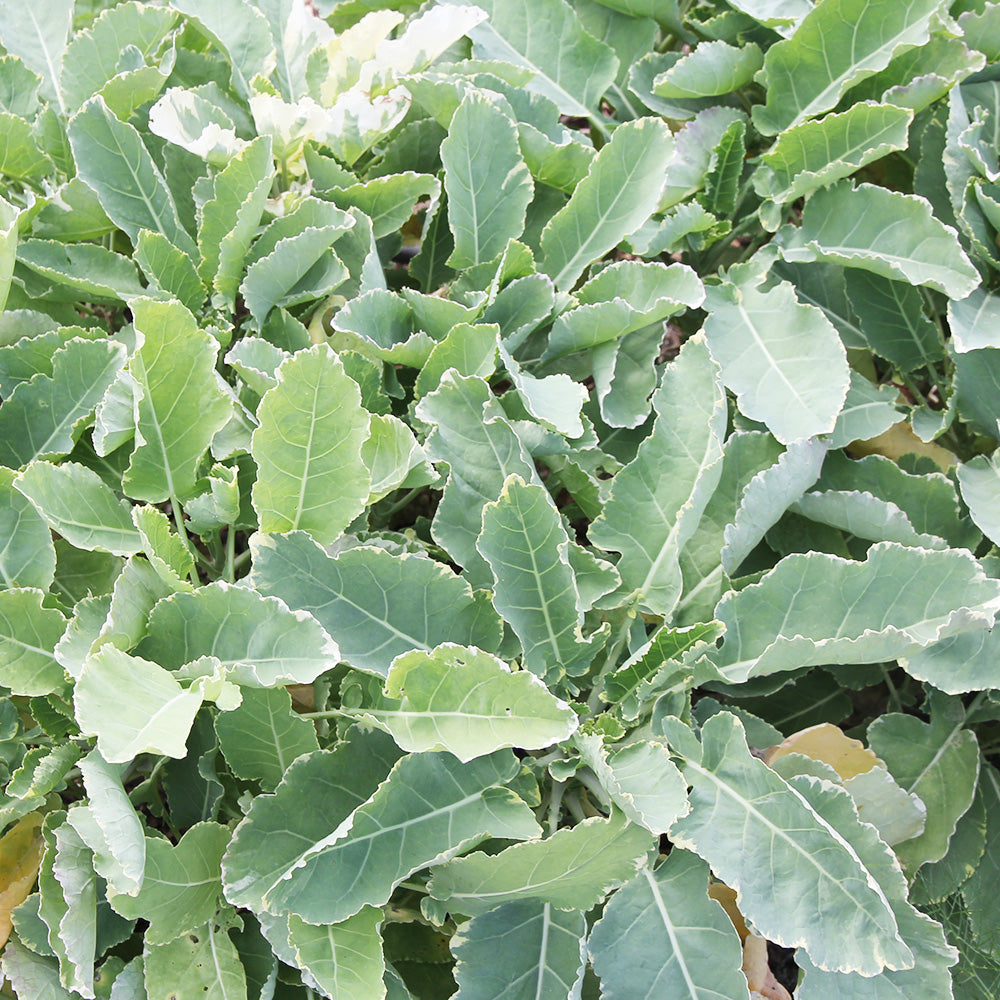 CHOU PERPÉTUEL DAUBENTON AB - PLANT