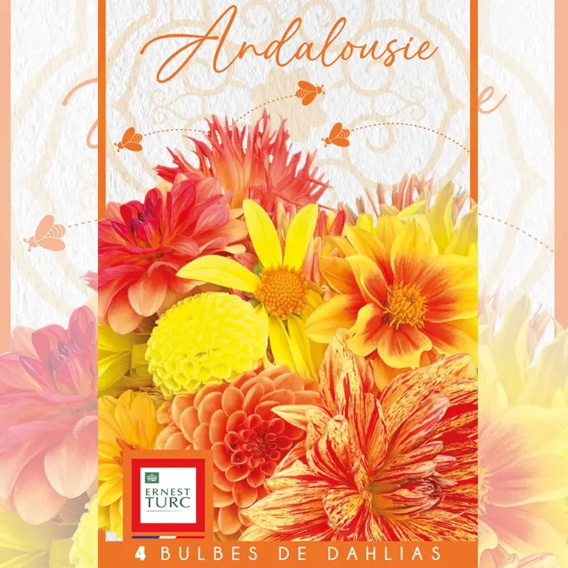 DAHLIA ANDALOUSIE (ASSORTIMENT)